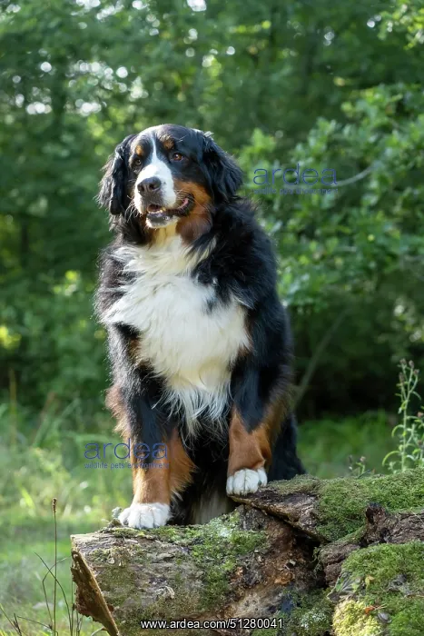 : DOG. Bernese Mountian Dog, standing with paws on a log : DOG. Bernese Mountian Dog, standing with paws on a log