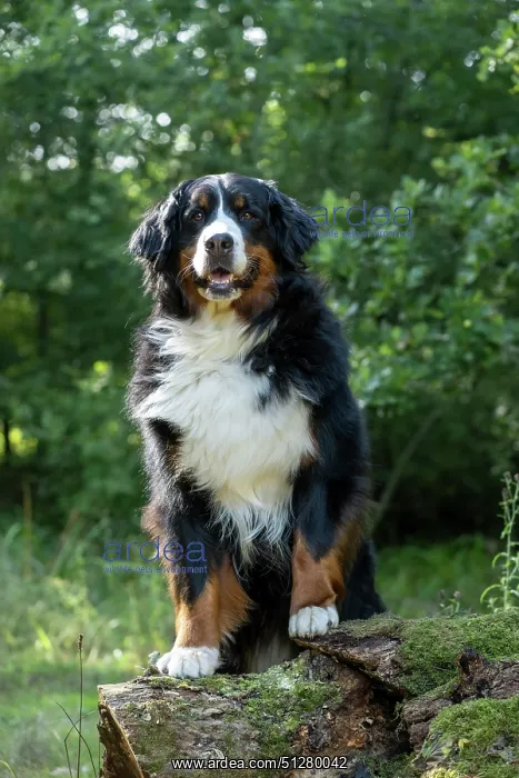 : DOG. Bernese Mountian Dog, standing with paws on a log : DOG. Bernese Mountian Dog, standing with paws on a log