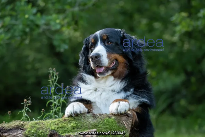 : DOG. Bernese Mountian Dog, standing with paws on a log : DOG. Bernese Mountian Dog, standing with paws on a log