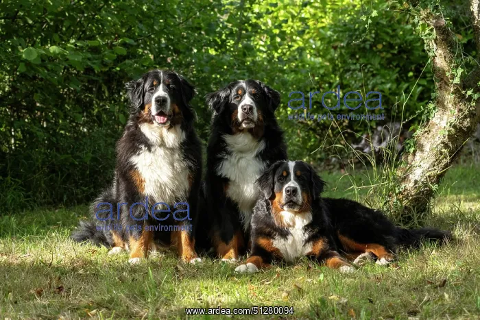 : DOG. Bernese Mountian Dog, x3 sitting together : DOG. Bernese Mountian Dog, x3 sitting together