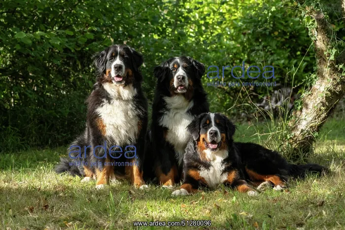 : DOG. Bernese Mountian Dog, x3 sitting together : DOG. Bernese Mountian Dog, x3 sitting together