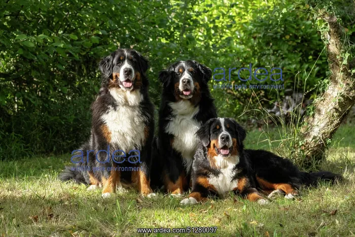 : DOG. Bernese Mountian Dog, x3 sitting together : DOG. Bernese Mountian Dog, x3 sitting together