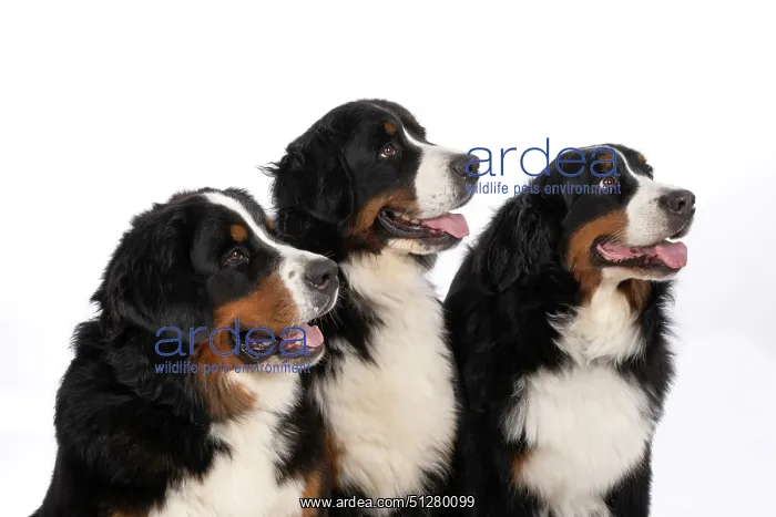 : DOG. Bernese Mountian Dog, x3 sitting together : DOG. Bernese Mountian Dog, x3 sitting together