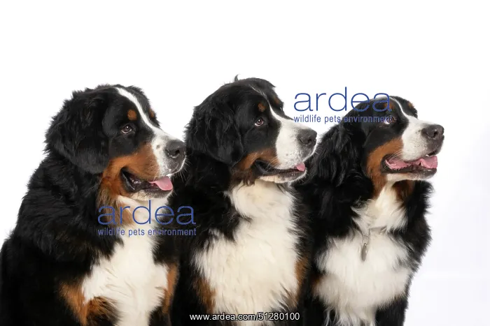 : DOG. Bernese Mountian Dog, x3 sitting together : DOG. Bernese Mountian Dog, x3 sitting together