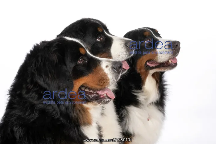 : DOG. Bernese Mountian Dog, x3 sitting together : DOG. Bernese Mountian Dog, x3 sitting together