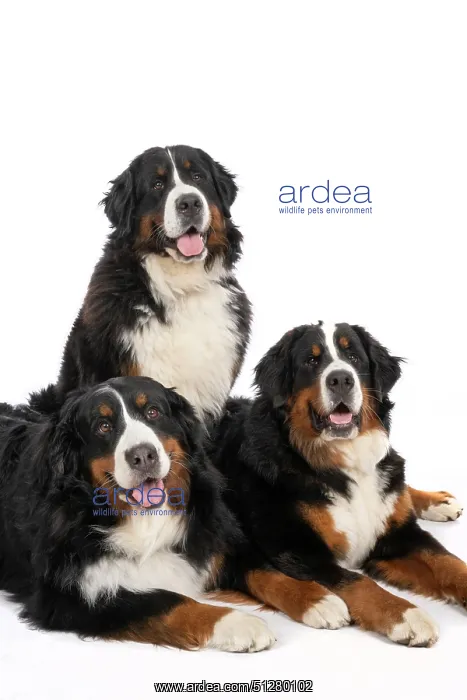 : DOG. Bernese Mountian Dog, x3 sitting / laying together : DOG. Bernese Mountian Dog, x3 sitting / laying together