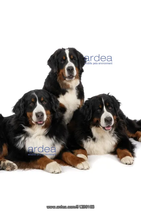 : DOG. Bernese Mountian Dog, x3 sitting / laying together : DOG. Bernese Mountian Dog, x3 sitting / laying together