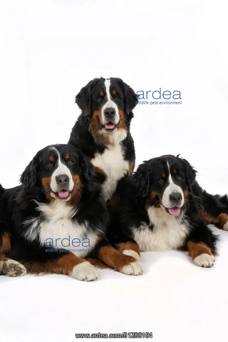 : DOG. Bernese Mountian Dog, x3 sitting / laying together : DOG. Bernese Mountian Dog, x3 sitting / laying together