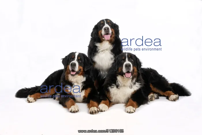 : DOG. Bernese Mountian Dog, x3 sitting / laying together : DOG. Bernese Mountian Dog, x3 sitting / laying together