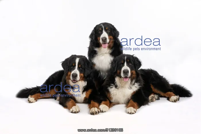 : DOG. Bernese Mountian Dog, x3 sitting / laying together : DOG. Bernese Mountian Dog, x3 sitting / laying together