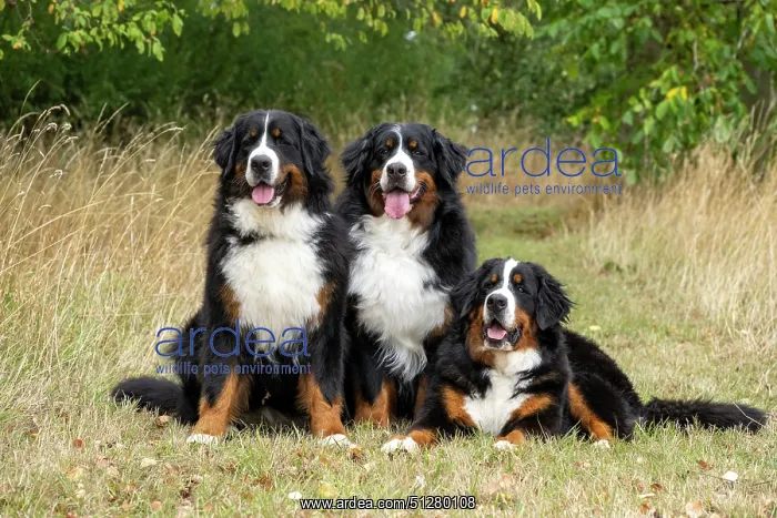 : DOG. Bernese Mountian Dog, x3 sitting / laying together : DOG. Bernese Mountian Dog, x3 sitting / laying together