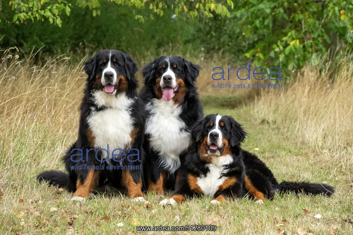 : DOG. Bernese Mountian Dog, x3 sitting / laying together : DOG. Bernese Mountian Dog, x3 sitting / laying together