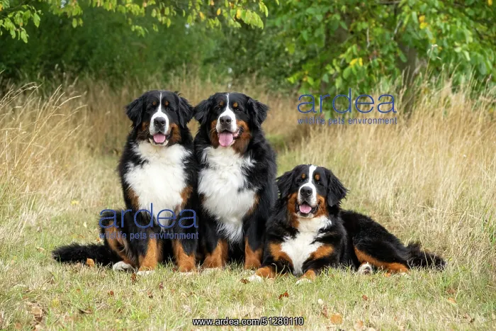 : DOG. Bernese Mountian Dog, x3 sitting / laying together : DOG. Bernese Mountian Dog, x3 sitting / laying together