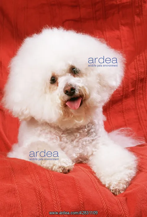 : DOG - Bichon Frise : DOG - Bichon Frise