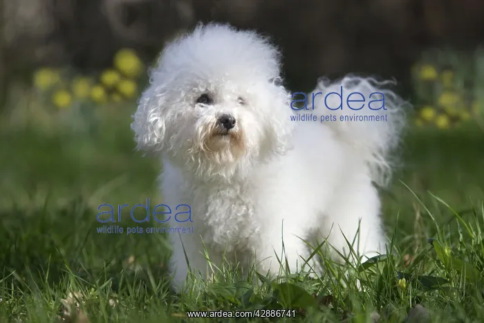  : Dog - Bichon Frise