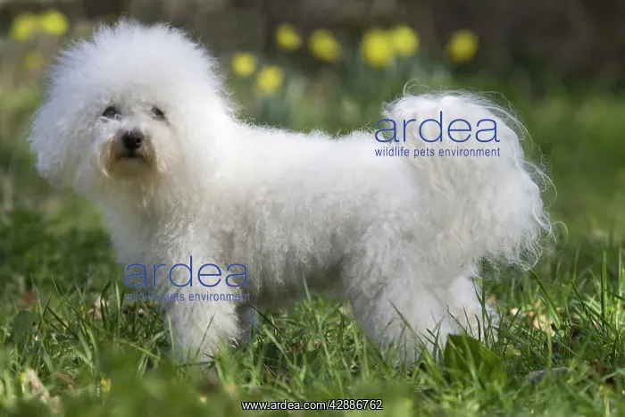  : Dog - Bichon Frise