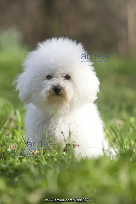  : Dog - Bichon Frise