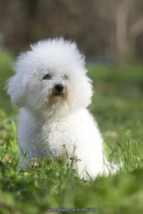  : Dog - Bichon Frise