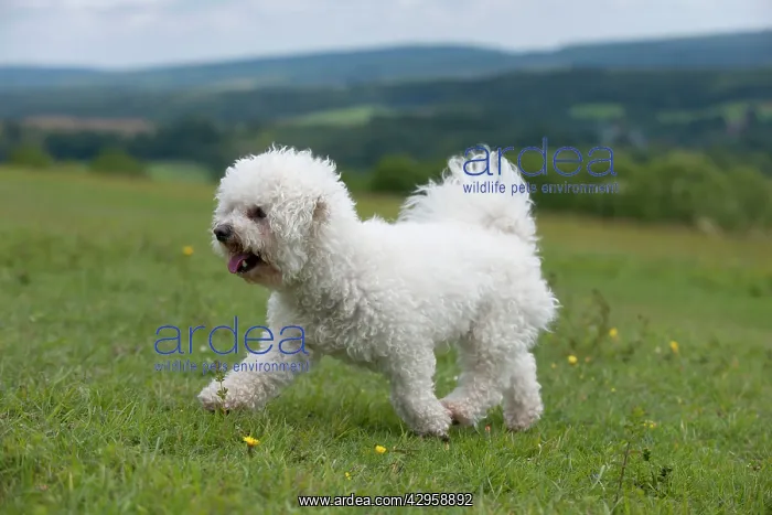: DOG - Bichon frise : DOG - Bichon frise