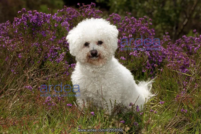 : DOG - Bichon frise : DOG - Bichon frise
