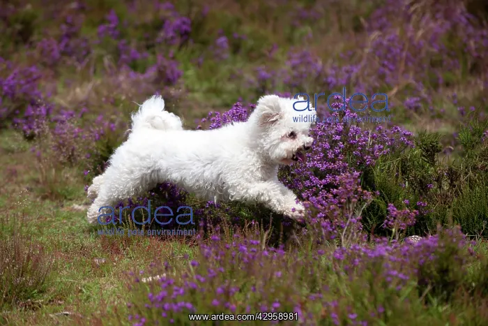 : DOG - Bichon frise : DOG - Bichon frise