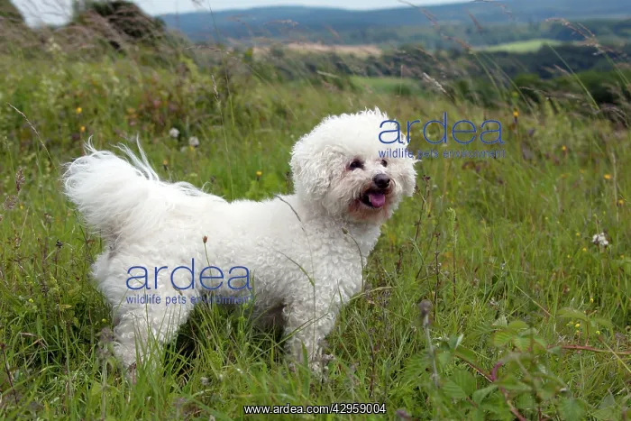 : DOG - Bichon frise : DOG - Bichon frise