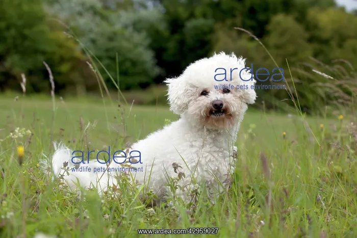 : DOG - Bichon frise : DOG - Bichon frise