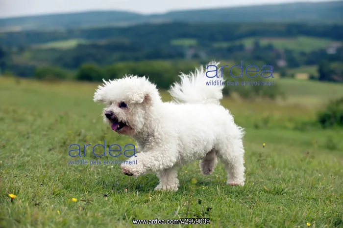 : DOG - Bichon frise : DOG - Bichon frise