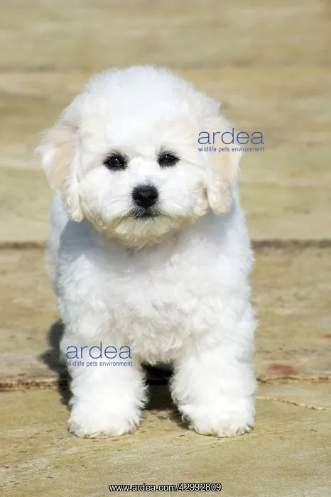 : Dog - Bichon Frise : Dog - Bichon Frise