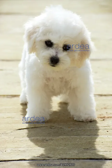 : Dog - Bichon Frise : Dog - Bichon Frise