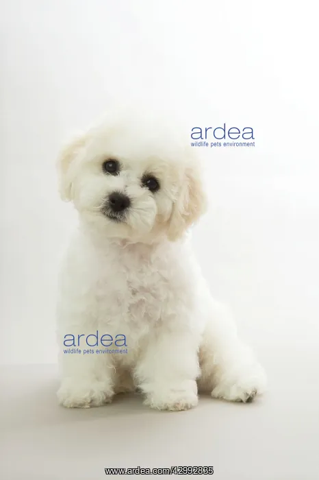 : Dog - Bichon Frise : Dog - Bichon Frise