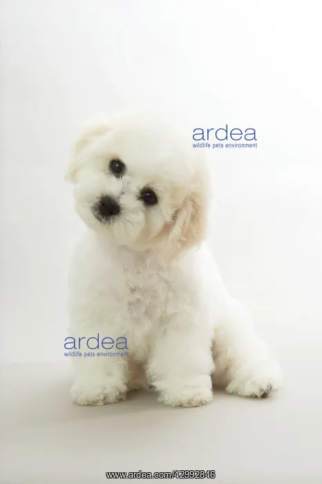 : Dog - Bichon Frise : Dog - Bichon Frise