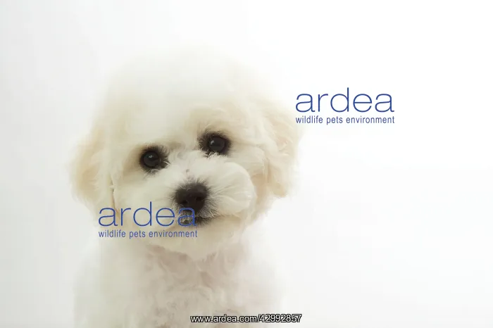 : Dog - Bichon Frise : Dog - Bichon Frise