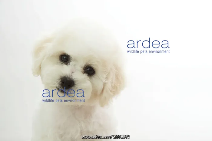 : Dog - Bichon Frise : Dog - Bichon Frise