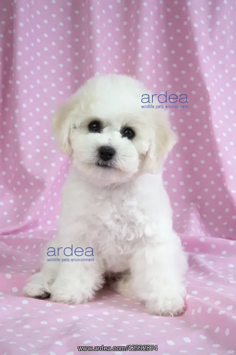 : Dog - Bichon Frise : Dog - Bichon Frise