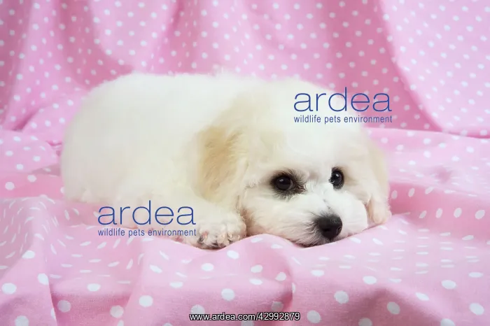 : Dog - Bichon Frise : Dog - Bichon Frise
