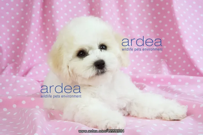 : Dog - Bichon Frise : Dog - Bichon Frise
