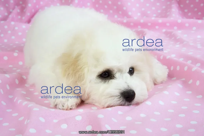 : Dog - Bichon Frise : Dog - Bichon Frise