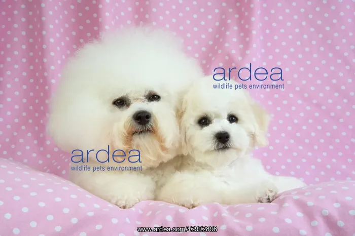 : Dog - Bichon Frise : Dog - Bichon Frise