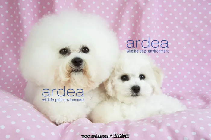 : Dog - Bichon Frise : Dog - Bichon Frise