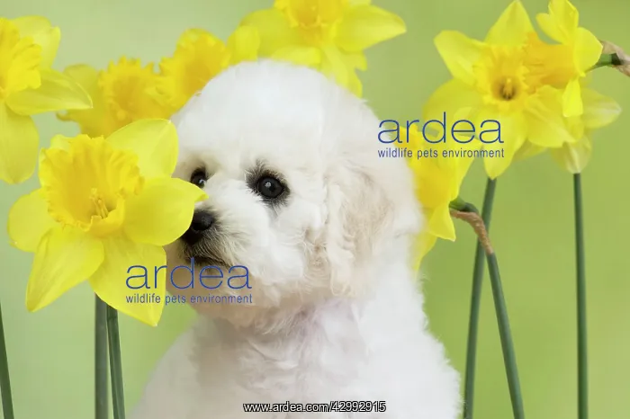 : Dog - Bichon Frise : Dog - Bichon Frise