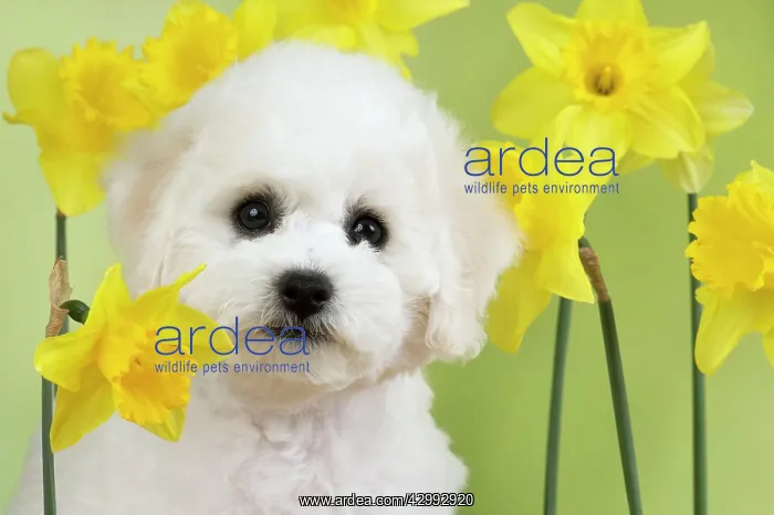 : Dog - Bichon Frise : Dog - Bichon Frise