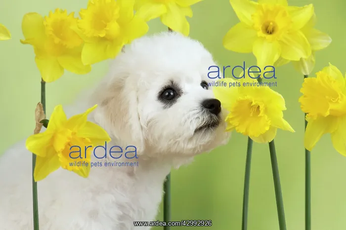 : Dog - Bichon Frise : Dog - Bichon Frise