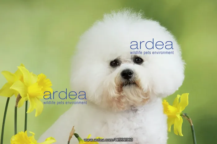 : Dog - Bichon Frise : Dog - Bichon Frise