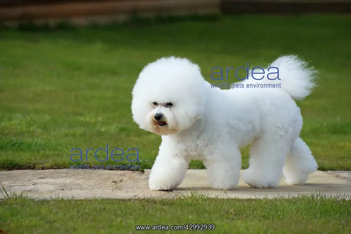  : Dog - Bichon Frise