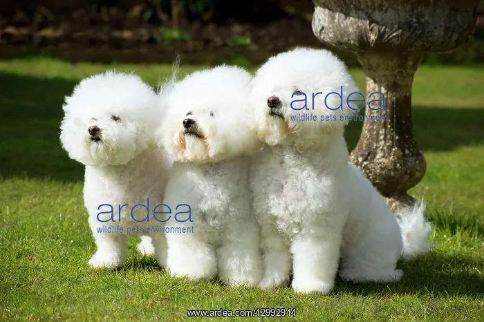 : Dog - Bichon Frise : Dog - Bichon Frise