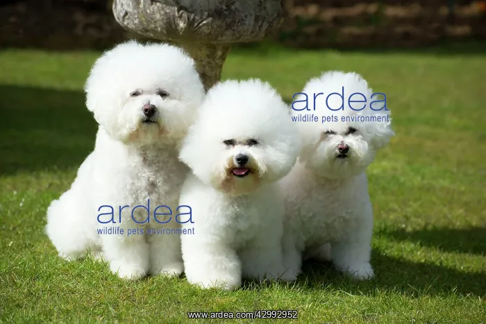 : Dog - Bichon Frise : Dog - Bichon Frise