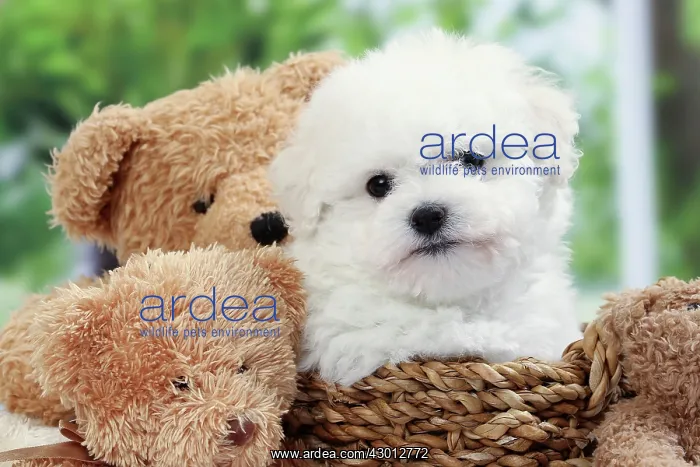 : Dog Bichon Frise : Dog Bichon Frise