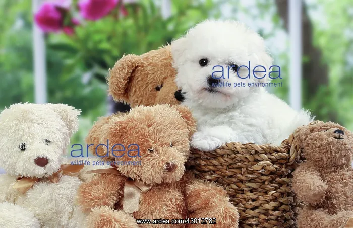 : Dog Bichon Frise : Dog Bichon Frise