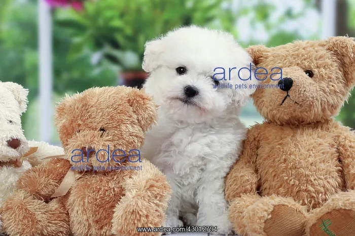 : Dog Bichon Frise : Dog Bichon Frise